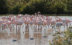 Camargue_Flamingos